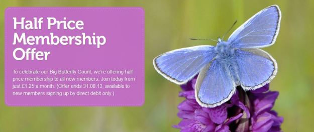 Treat Your Wildlife To Some Ivy Butterflies And Gardens