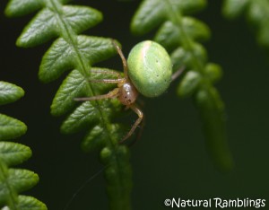 green-spider2