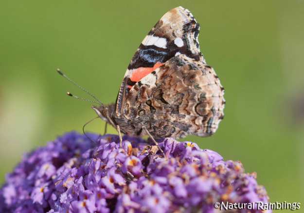 Red Admiral closed wing 