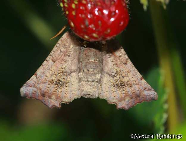 mothberry2