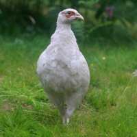 Handsome Stranger - White Pheasant