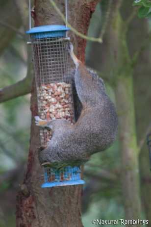 squirrel-feeder3