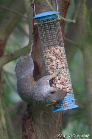 squirrel-feeder4